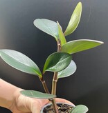 Magazoo Plante Peperomia 'Black Knight' 10cm