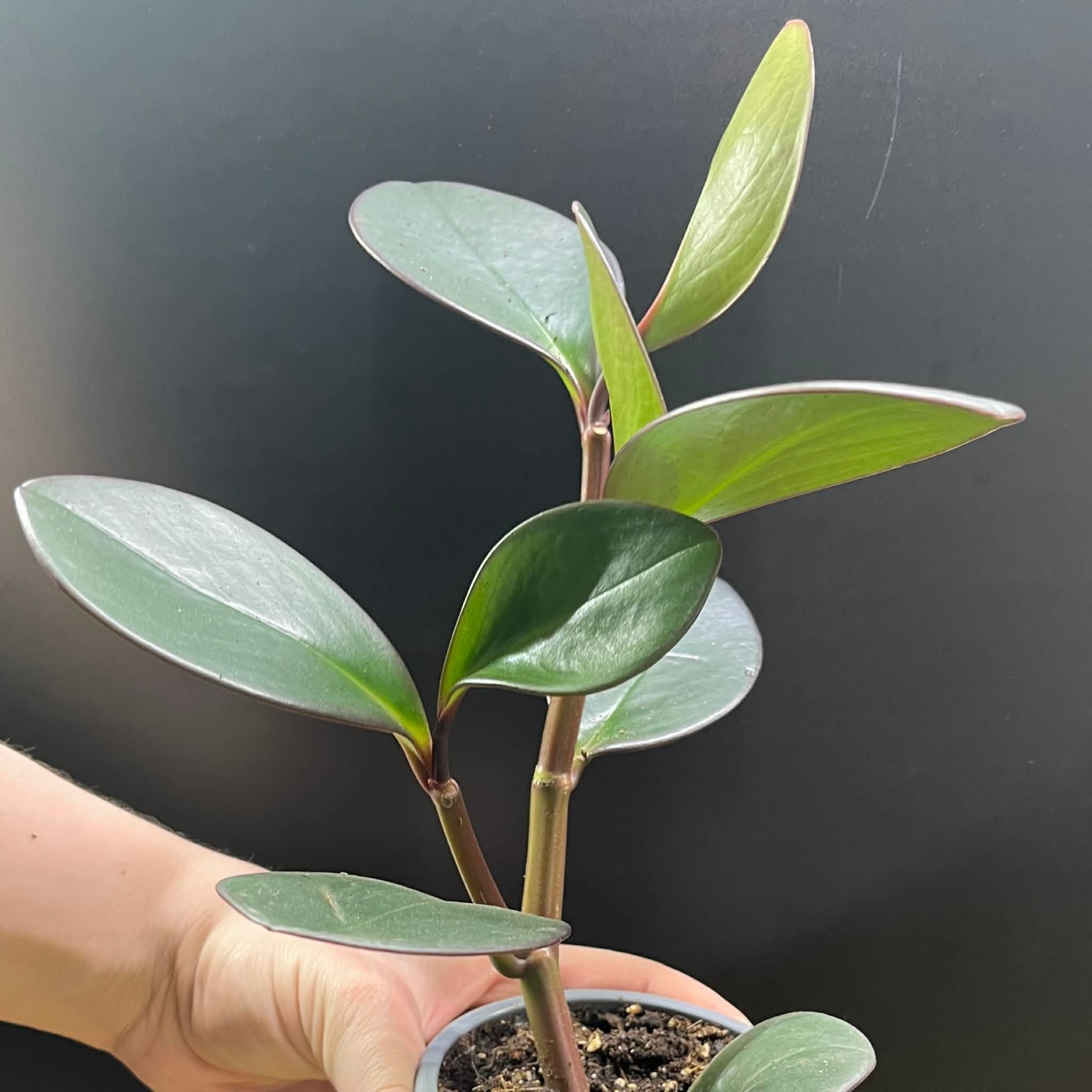 Magazoo Peperomia 'Black Knight' 10cm Plant