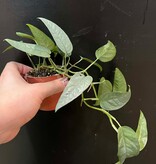 Magazoo Plante Epipremnum Pinnatum 'Cebu Blue' | Pothos Cebu Blue 6cm