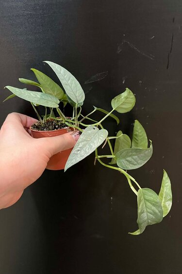 Magazoo Plante Epipremnum Pinnatum 'Cebu Blue' | Pothos Cebu Blue 6cm