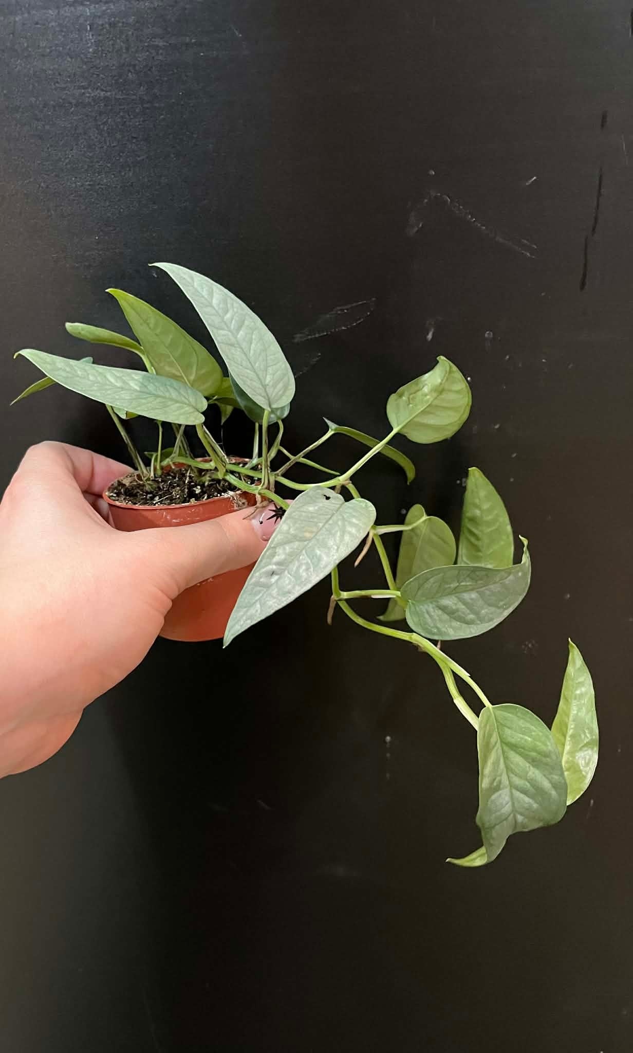 Magazoo Epipremnum Pinnatum 'Cebu Blue' Plant | Pothos Cebu Blue 6cm