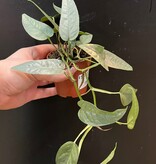 Magazoo Plante Epipremnum Pinnatum 'Cebu Blue' | Pothos Cebu Blue 6cm