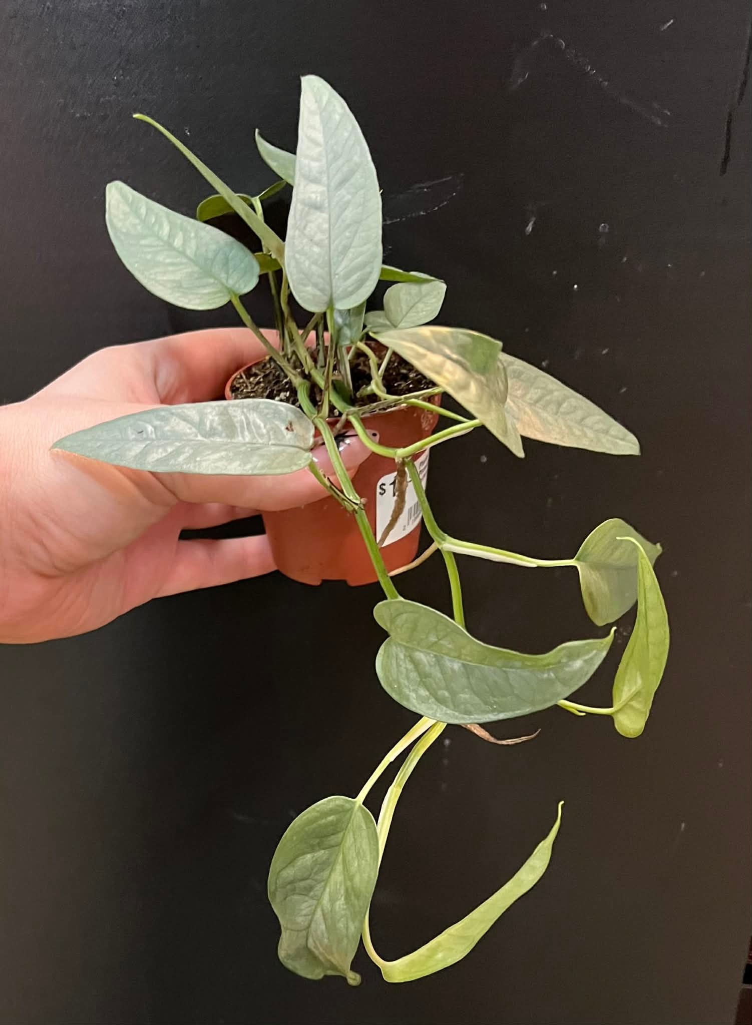 Magazoo Plante Epipremnum Pinnatum 'Cebu Blue' | Pothos Cebu Blue 6cm