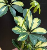 Magazoo Schefflera Arboricola 'Trinette' Plant