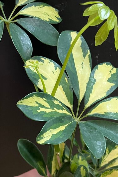 Magazoo Schefflera Arboricola 'Trinette' Plant