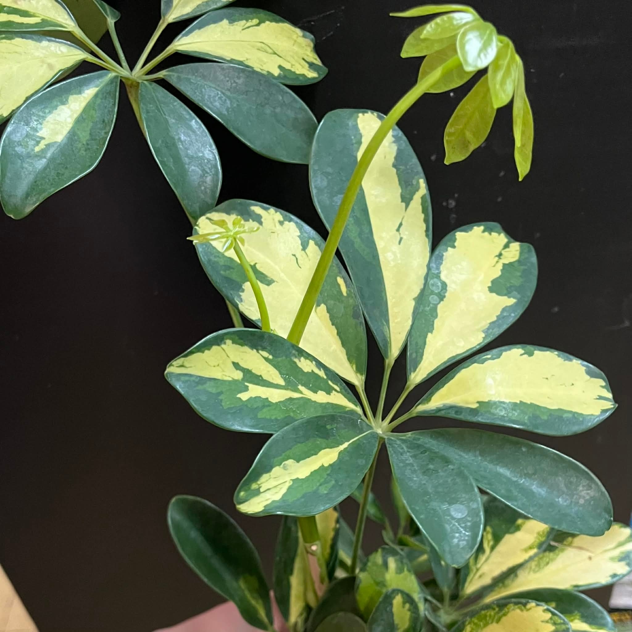 Magazoo Schefflera Arboricola 'Trinette' Plant