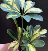 Magazoo Schefflera Arboricola 'Trinette' Plant