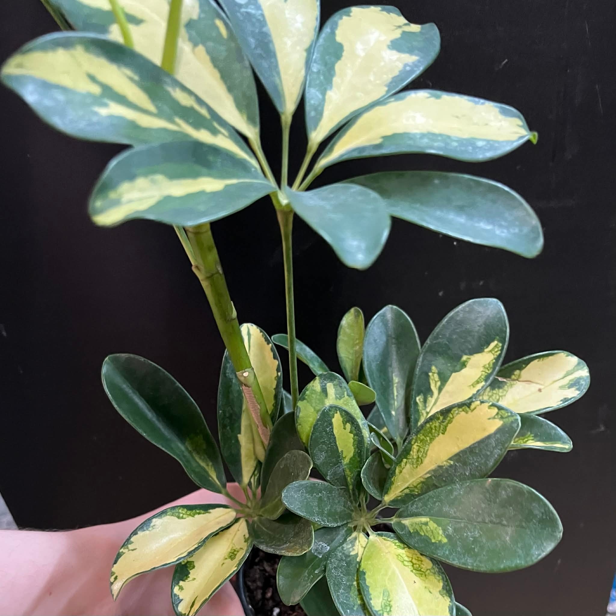 Magazoo Schefflera Arboricola 'Trinette' Plant