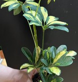 Magazoo Schefflera Arboricola 'Trinette' Plant