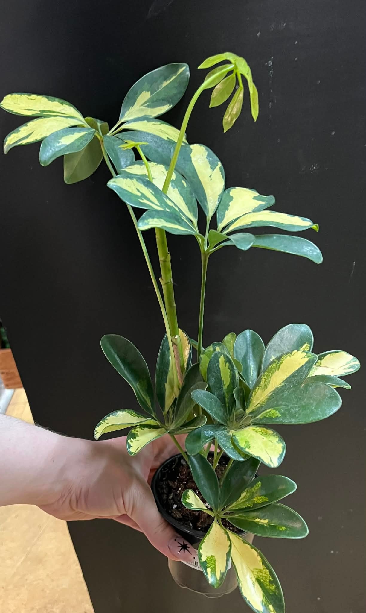 Magazoo Schefflera Arboricola 'Trinette' Plant