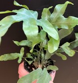 Magazoo Phlebodium aureum 'Blue Star' Plant | Fougère Blue Star 10cm