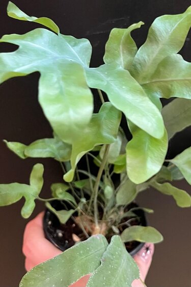 Magazoo Plante Phlebodium aureum 'Blue Star' | Fougère Blue Star 10cm