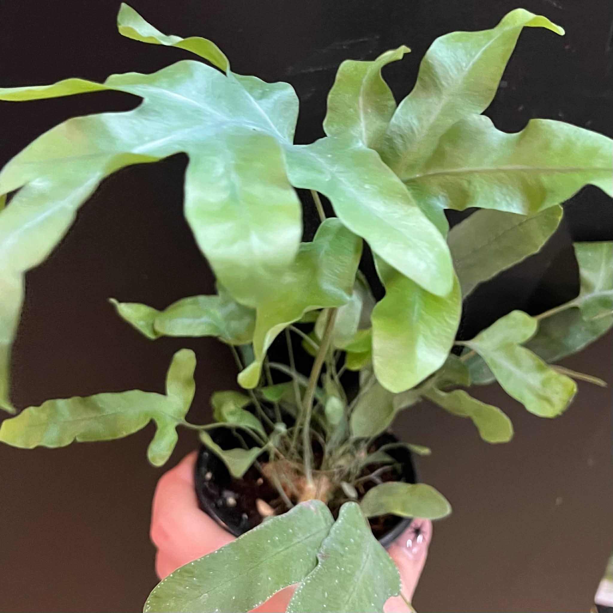 Magazoo Phlebodium aureum 'Blue Star' Plant | Fougère Blue Star 10cm