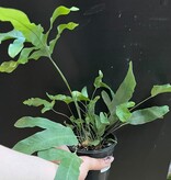 Magazoo Plante Phlebodium aureum 'Blue Star' | Fougère Blue Star 10cm