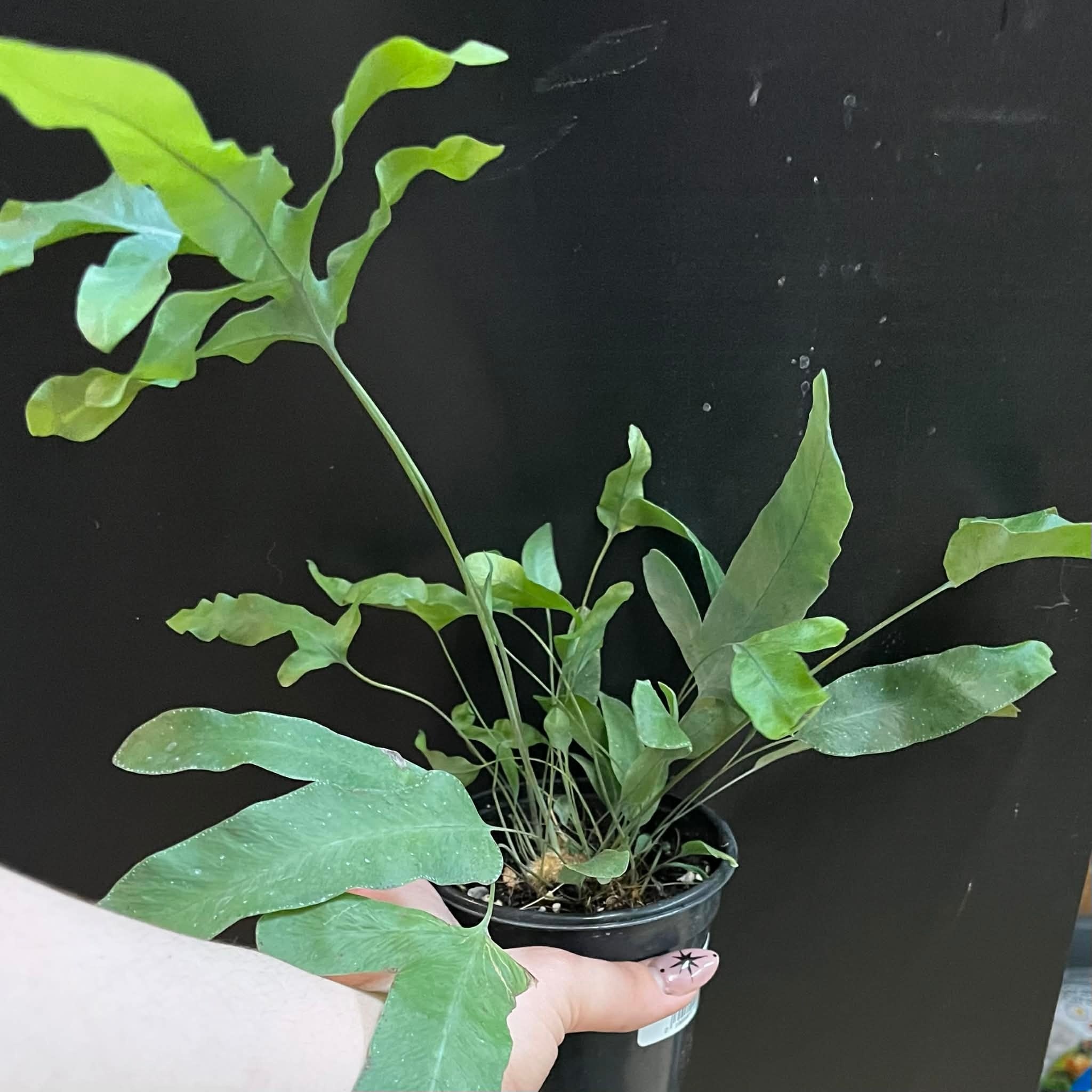 Magazoo Phlebodium aureum 'Blue Star' Plant | Fougère Blue Star 10cm