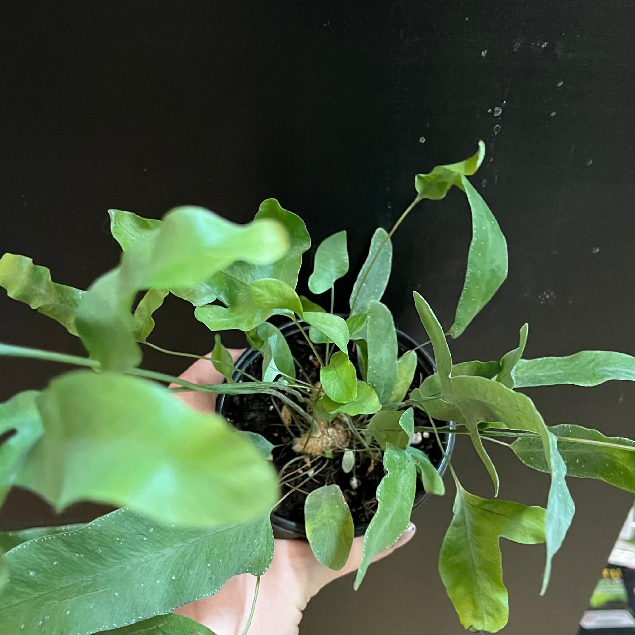 Magazoo Plante Phlebodium aureum 'Blue Star' | Fougère Blue Star 10cm