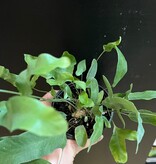 Magazoo Plante Phlebodium aureum 'Blue Star' | Fougère Blue Star 10cm