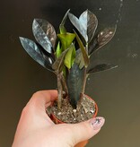 Magazoo Zamioculcas Zamiifolia 'Raven' Plant | ZZ Plant 6cm