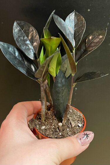 Magazoo Plante Zamioculcas Zamiifolia 'Raven' | Plante ZZ 6cm