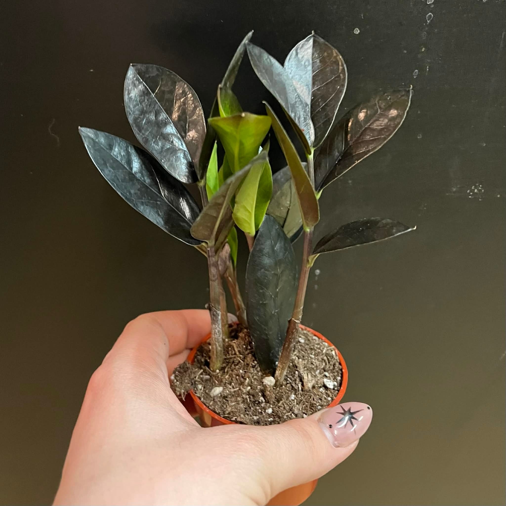 Magazoo Plante Zamioculcas Zamiifolia 'Raven' | Plante ZZ 6cm