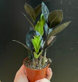 Magazoo Plante Zamioculcas Zamiifolia 'Raven' | Plante ZZ 6cm