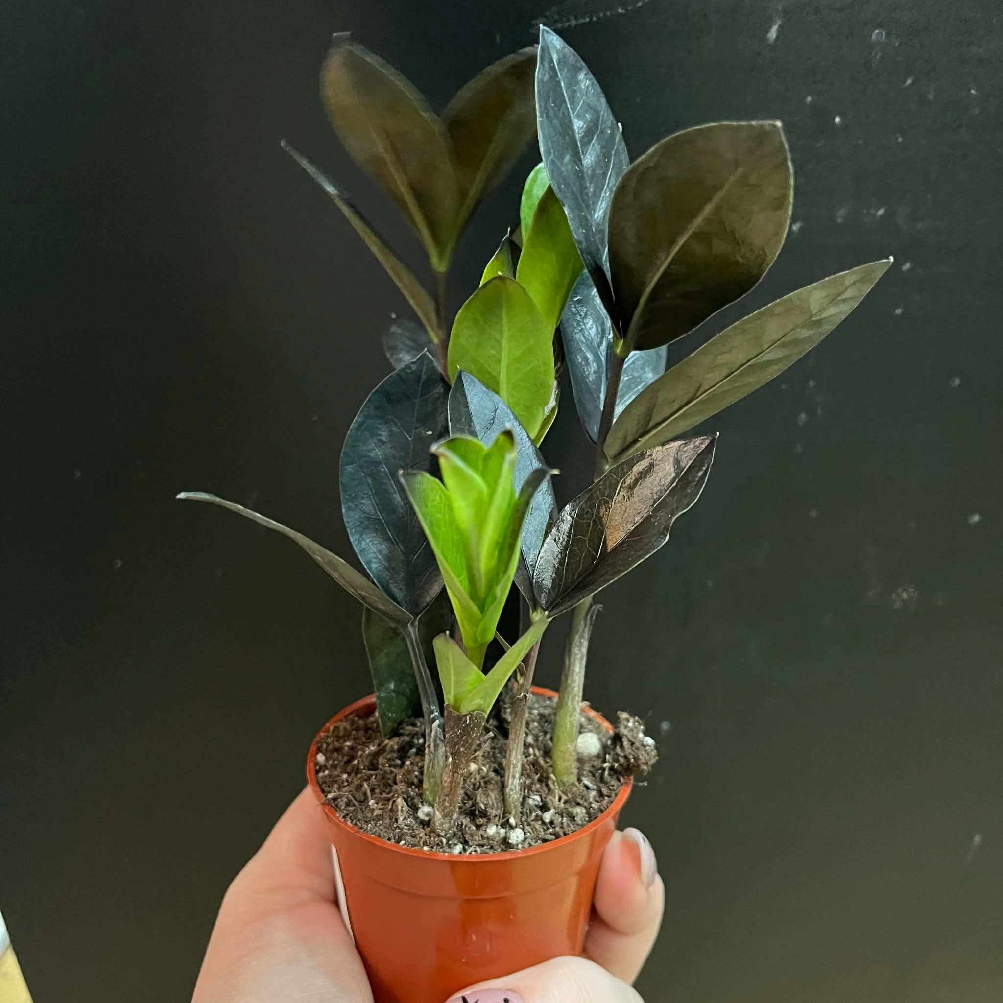 Magazoo Zamioculcas Zamiifolia 'Raven' Plant | ZZ Plant 6cm