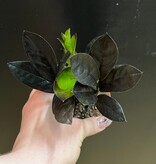 Magazoo Plante Zamioculcas Zamiifolia 'Raven' | Plante ZZ 6cm