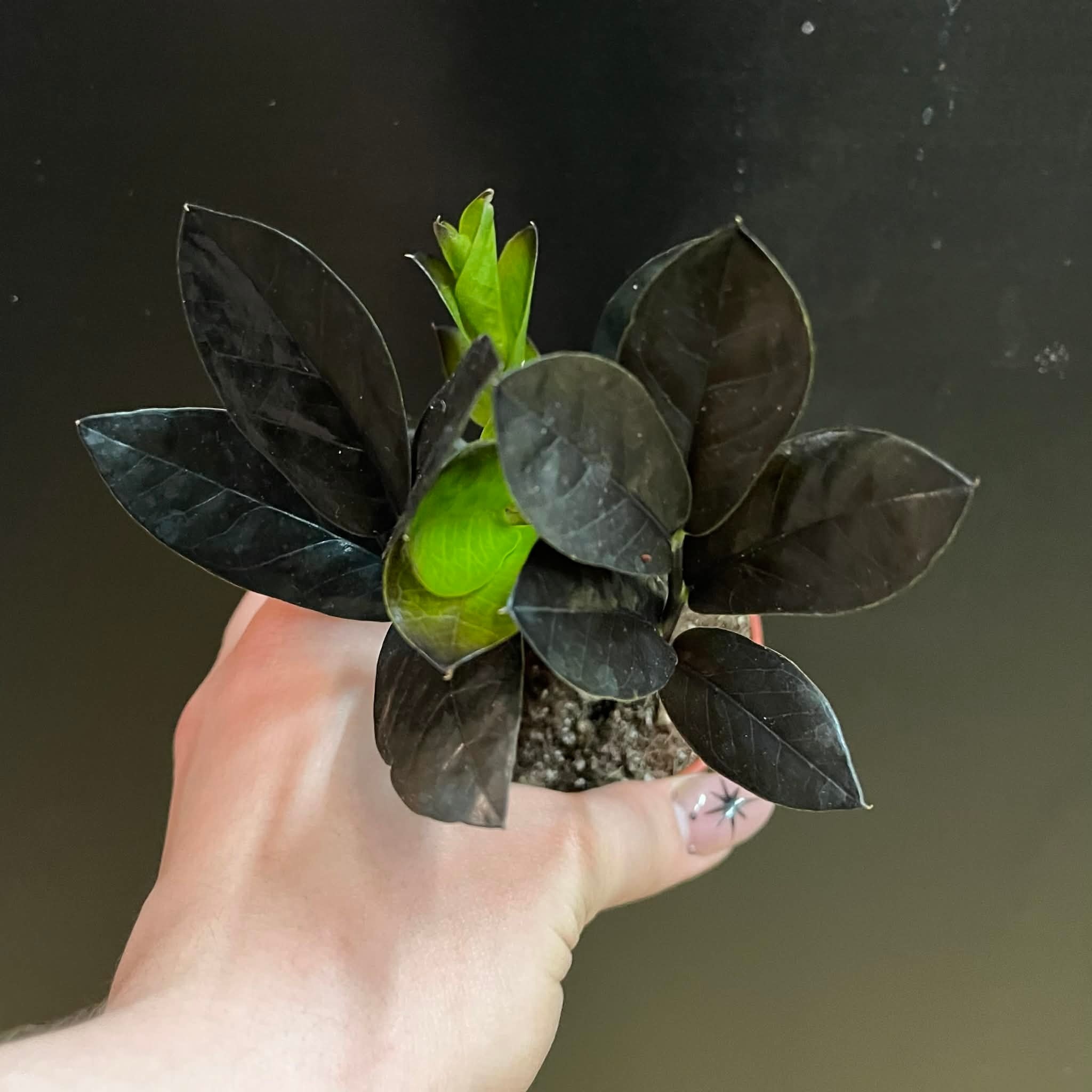 Magazoo Zamioculcas Zamiifolia 'Raven' Plant | ZZ Plant 6cm