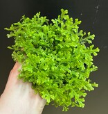 Magazoo Plante Selaginella Martensii 'Green'