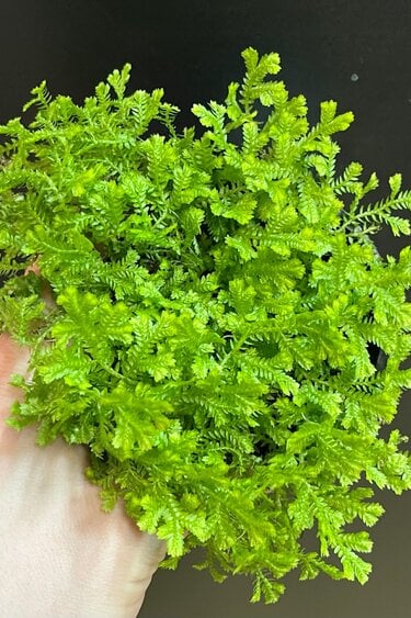 Magazoo Plante Selaginella Martensii 'Green' 10cm