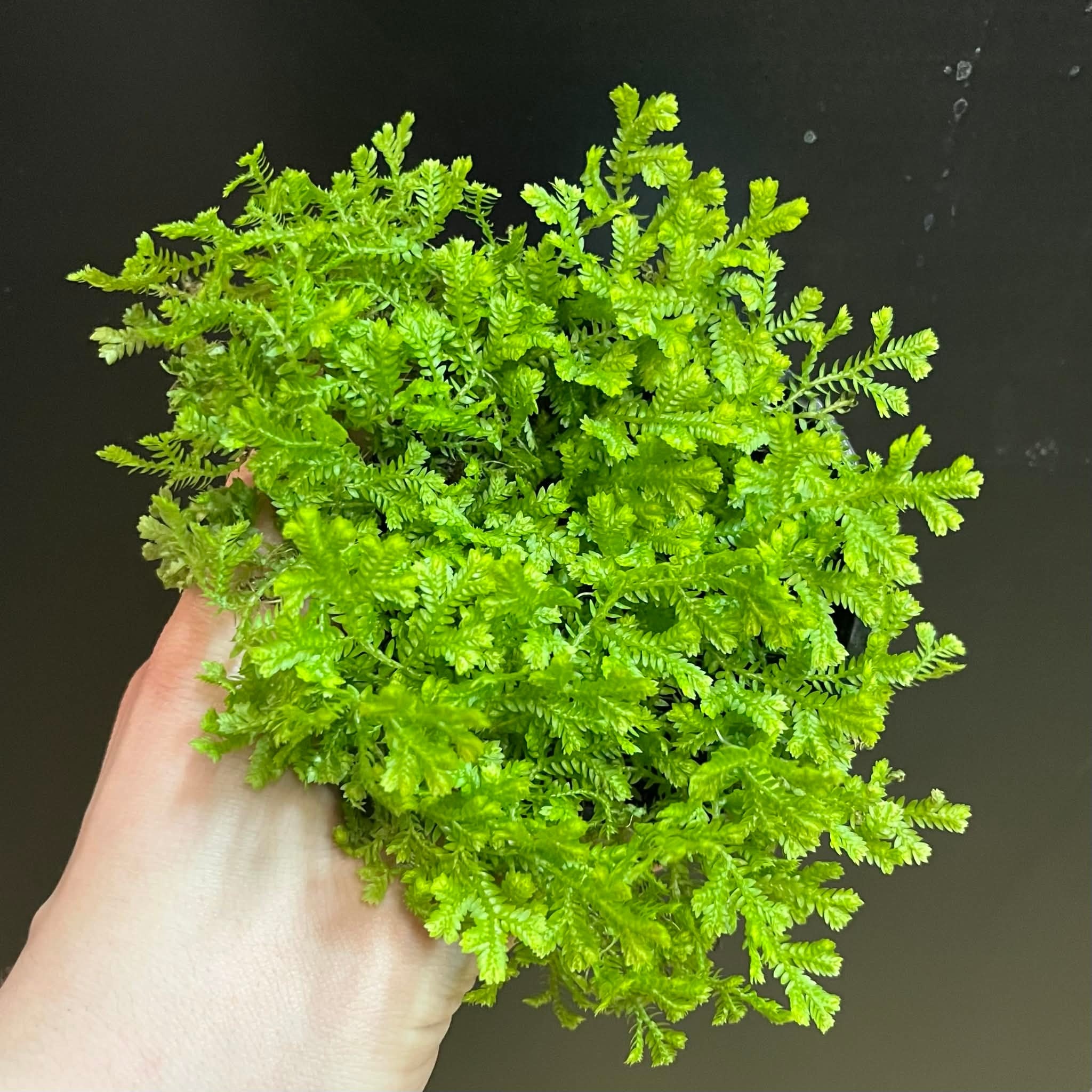 Magazoo Plante Selaginella Martensii 'Green'