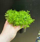 Magazoo Selaginella Martensii 'Green' Plant