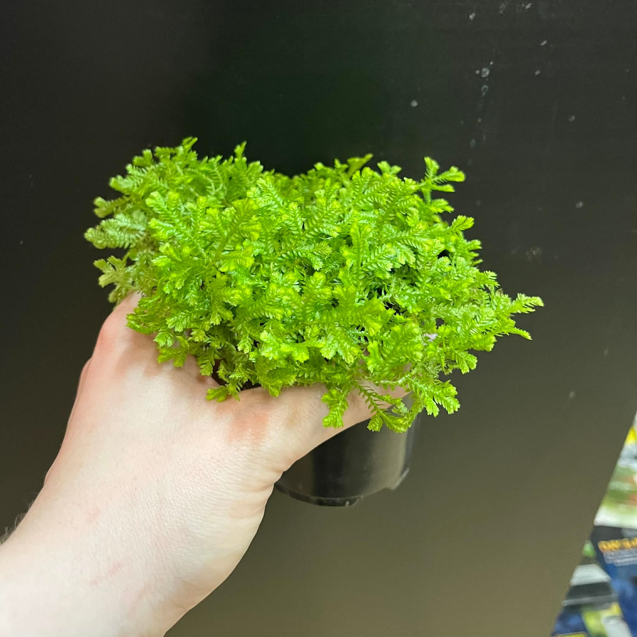 Magazoo Plante Selaginella Martensii 'Green'