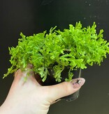 Magazoo Plante Selaginella Martensii 'Green'