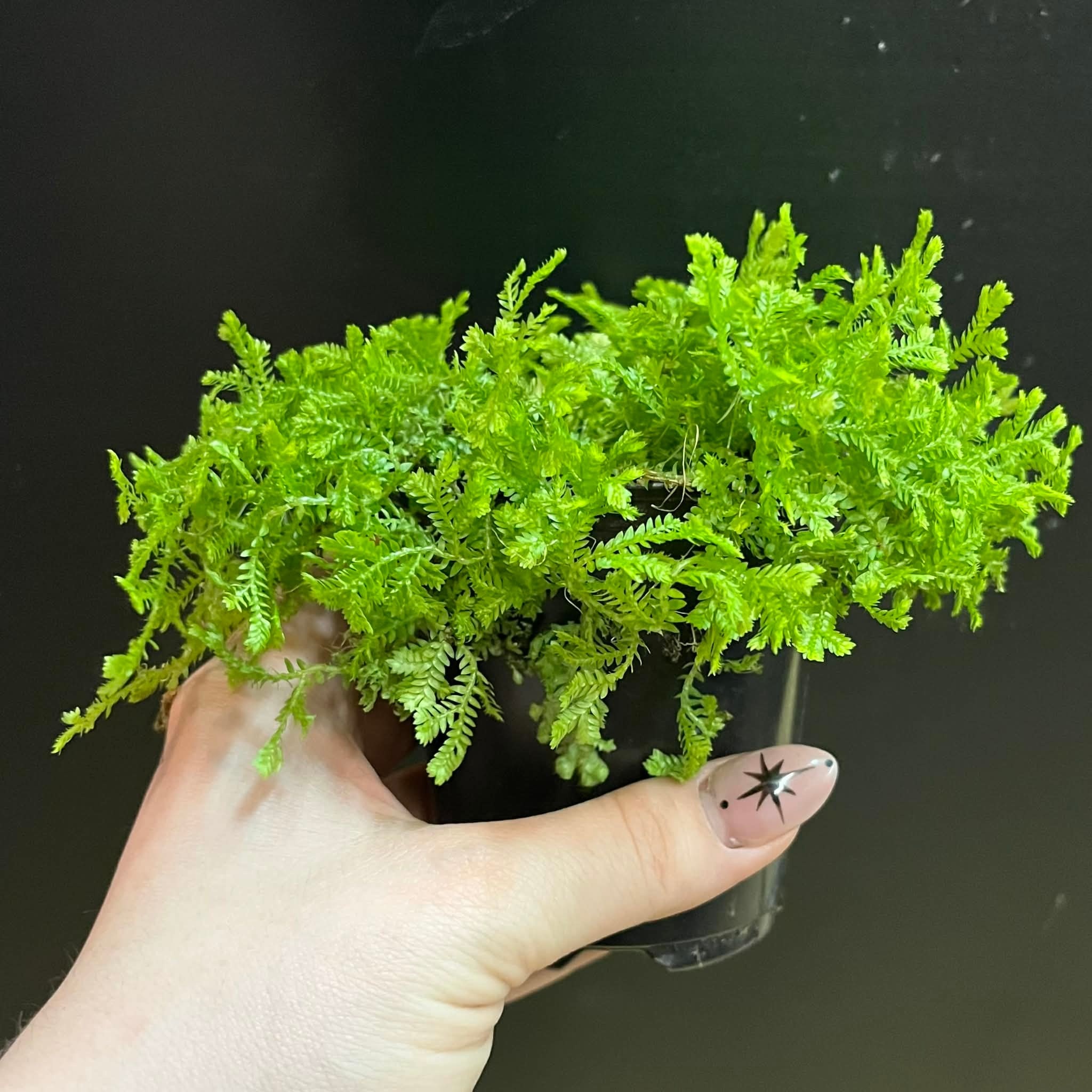 Magazoo Plante Selaginella Martensii 'Green'