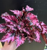 Magazoo Begonia Rex 'Shadow King Pink' Plant