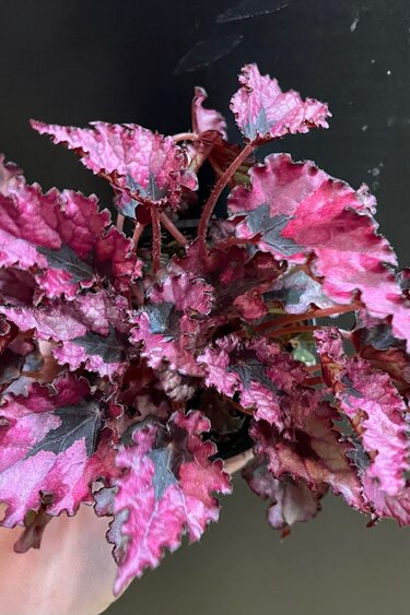 Magazoo Plante Begonia Rex 'Shadow King Pink'