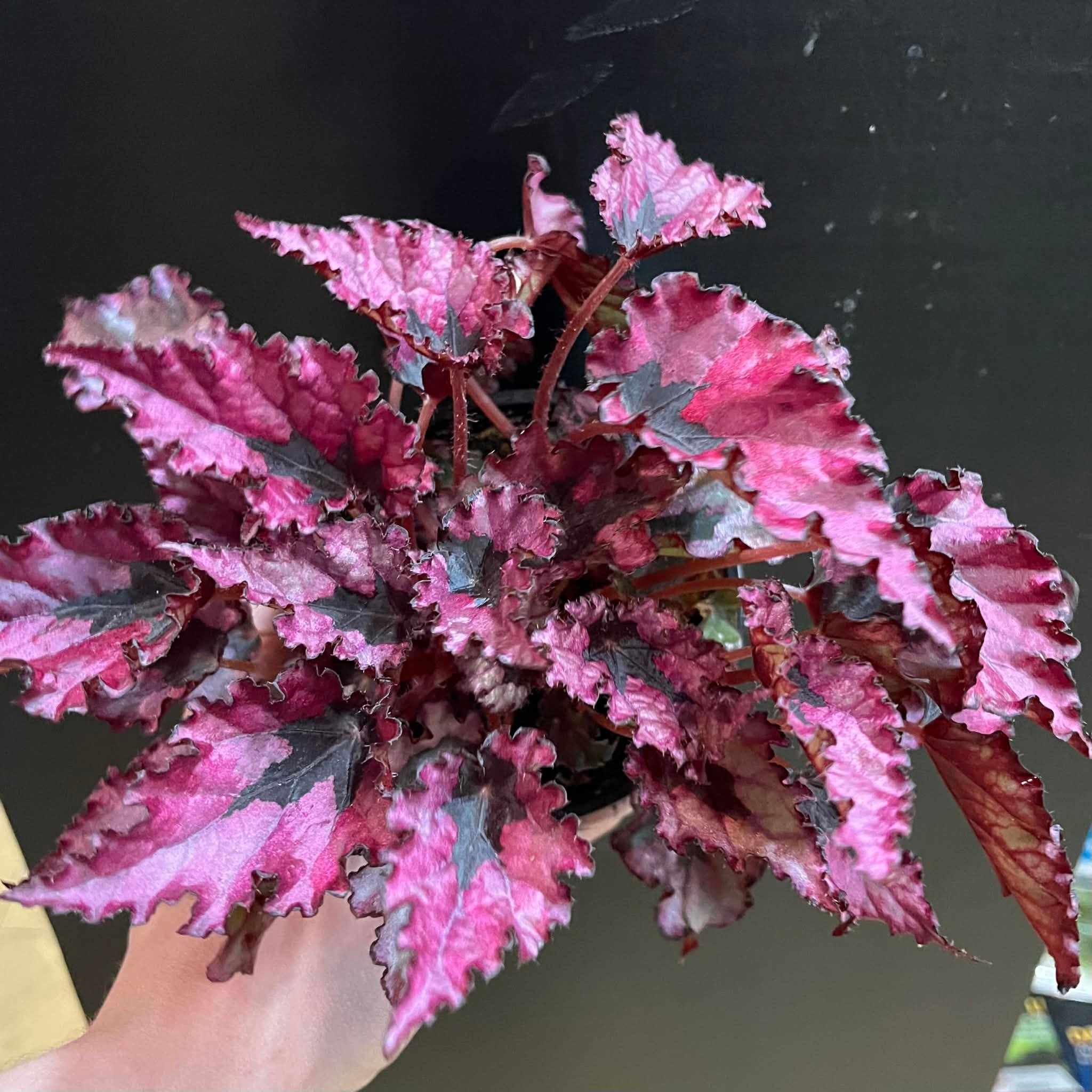 Magazoo Plante Begonia Rex 'Shadow King Pink'