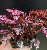 Magazoo Plante Begonia Rex 'Shadow King Pink'