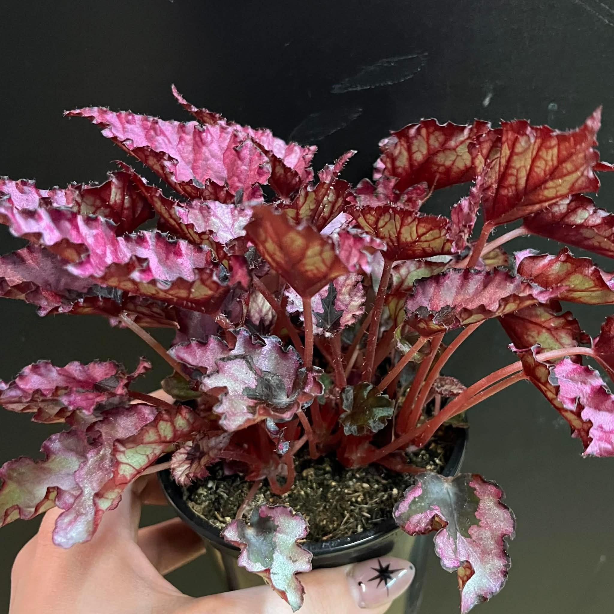 Magazoo Begonia Rex 'Shadow King Pink' Plant