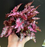 Magazoo Plante Begonia Rex 'Shadow King Pink'