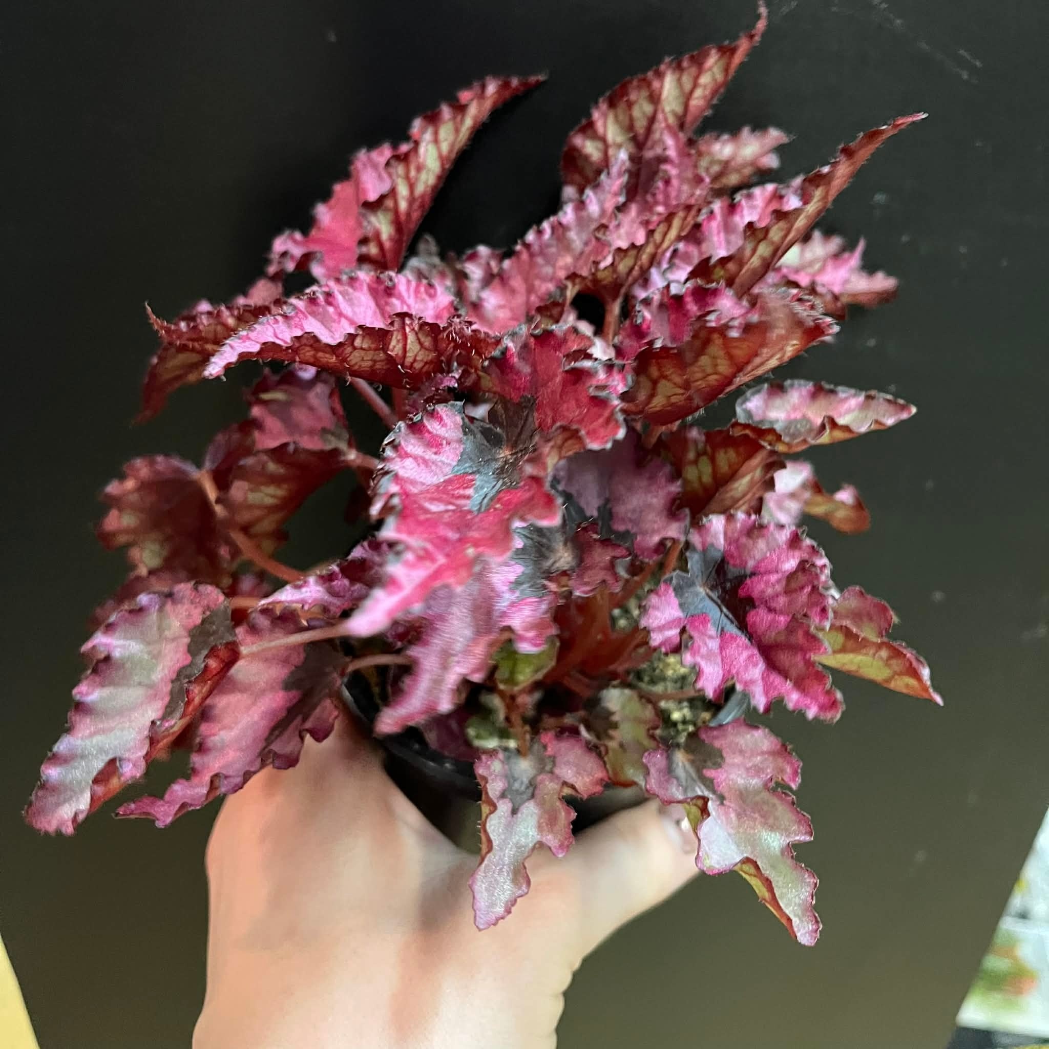 Magazoo Plante Begonia Rex 'Shadow King Pink'