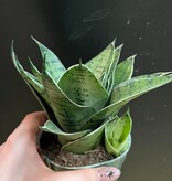 Magazoo Sansevieria 'Silver Hahnii' Plant | Snake Plant