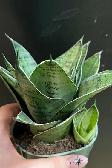 Magazoo Plante Sansevieria 'Silver Hahnii' | Plante serpent