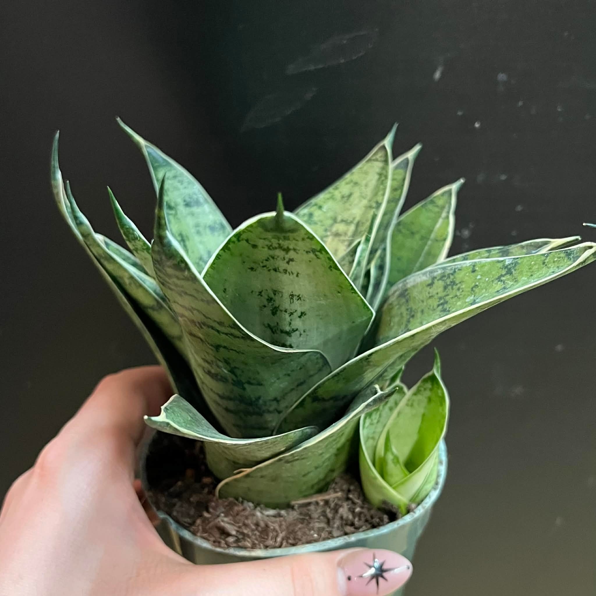 Magazoo Sansevieria 'Silver Hahnii' Plant | Snake Plant
