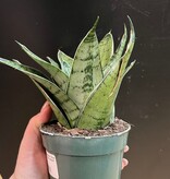 Magazoo Sansevieria 'Silver Hahnii' Plant | Snake Plant