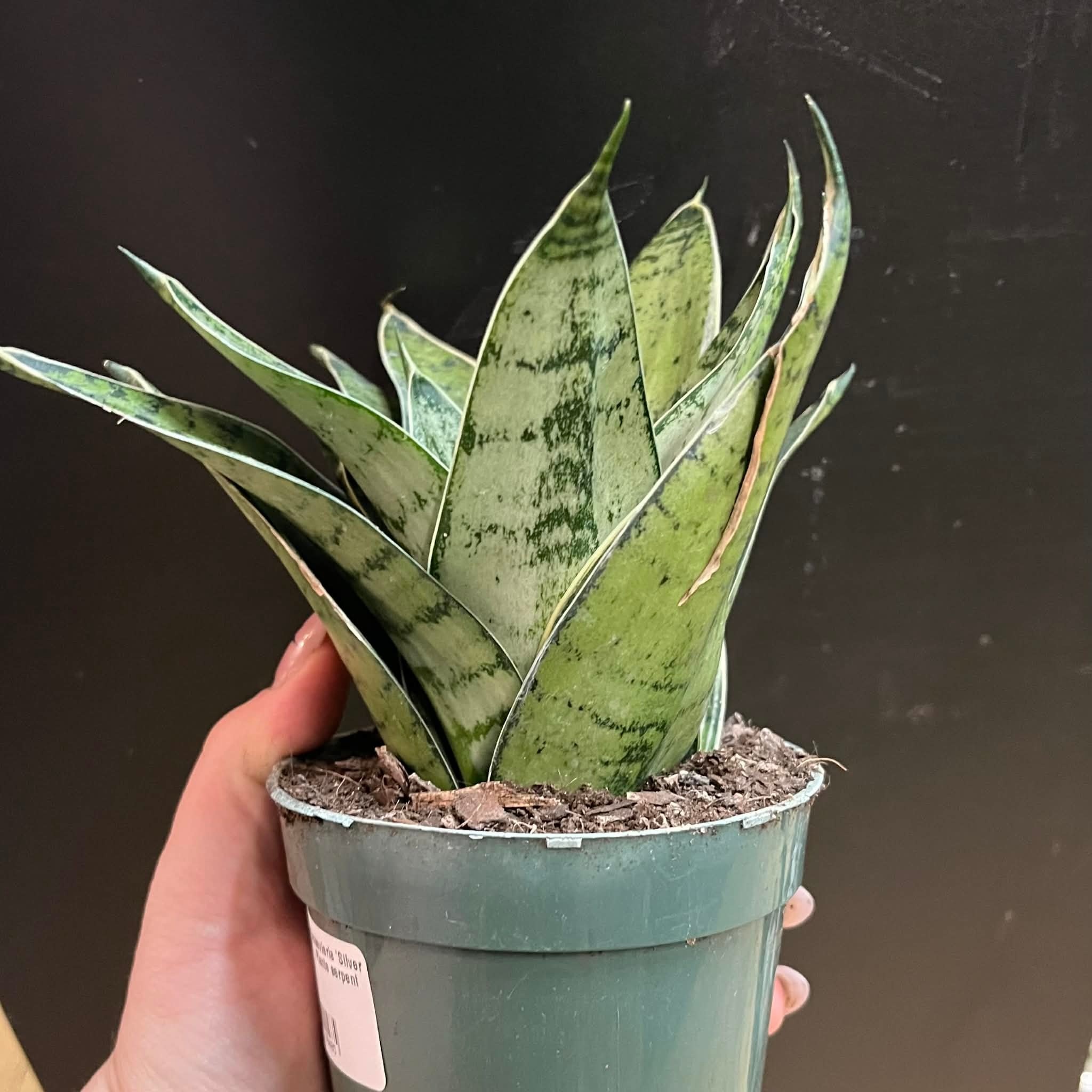 Magazoo Sansevieria 'Silver Hahnii' Plant | Snake Plant
