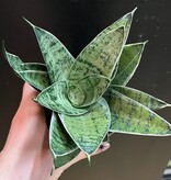 Magazoo Plante Sansevieria 'Silver Hahnii' | Plante serpent