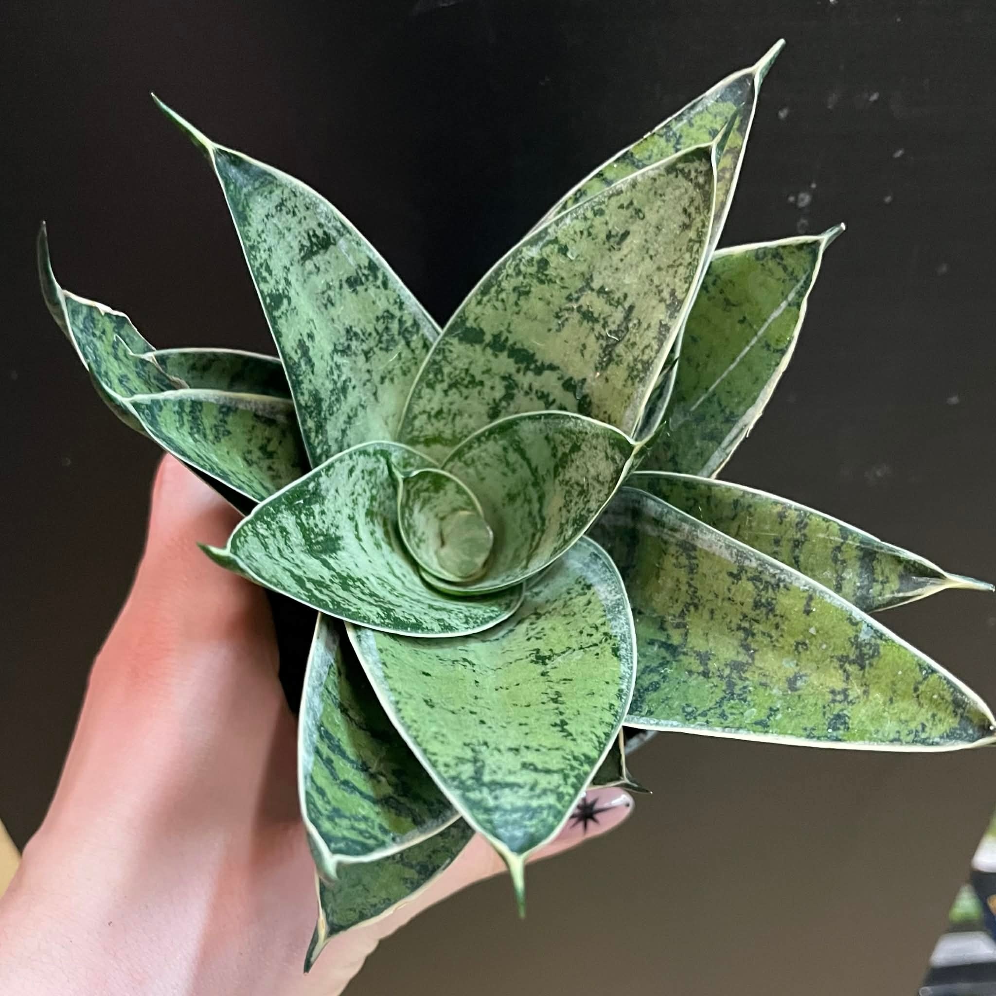 Magazoo Sansevieria 'Silver Hahnii' Plant | Snake Plant