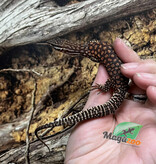 Magazoo Baby Ackie Monitor Captive Born